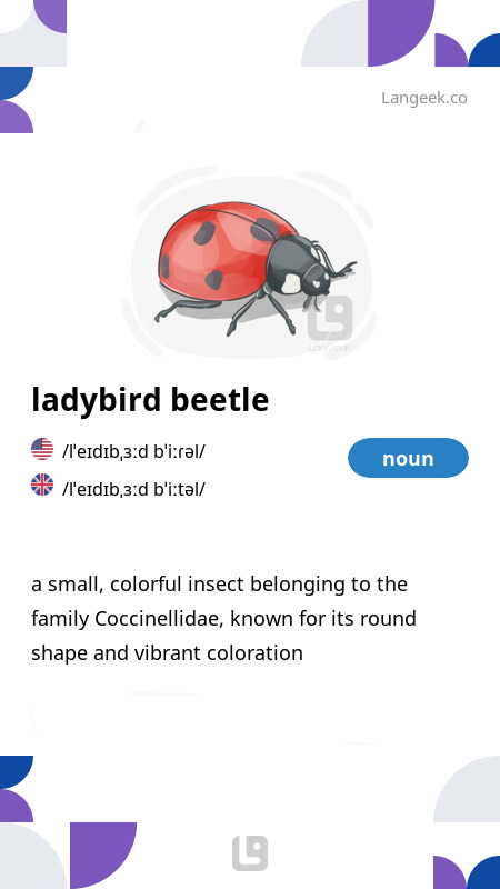 definition-meaning-of-ladybird-beetle-picture-dictionary