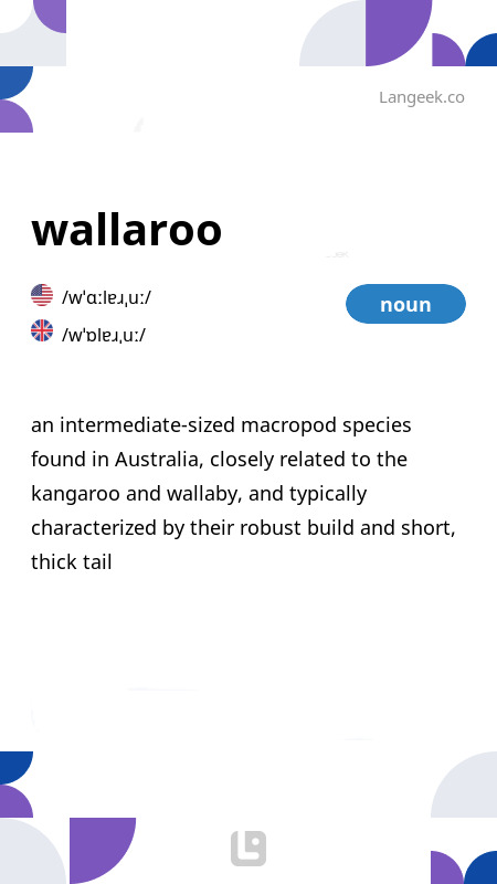 definition-meaning-of-wallaroo-picture-dictionary