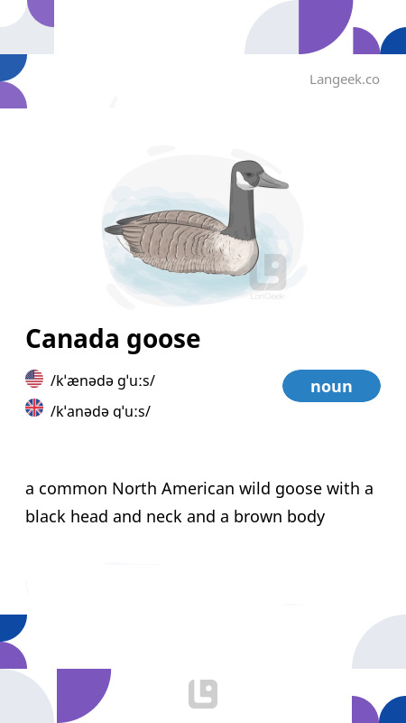 Definition Meaning of Canada goose Picture Dictionary